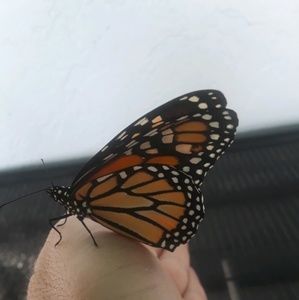 Meet your Posher, Tanya